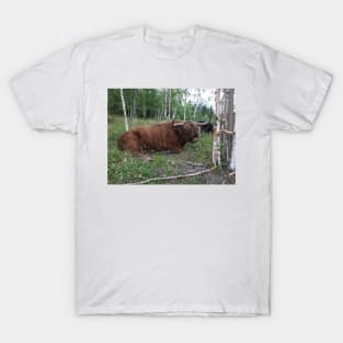 Scottish Highland Cattle Bull 1460 T-Shirt